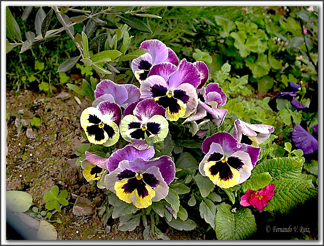Plantas de La Rioja: Pensamiento o Violeta tricolor (Viola tricolor)