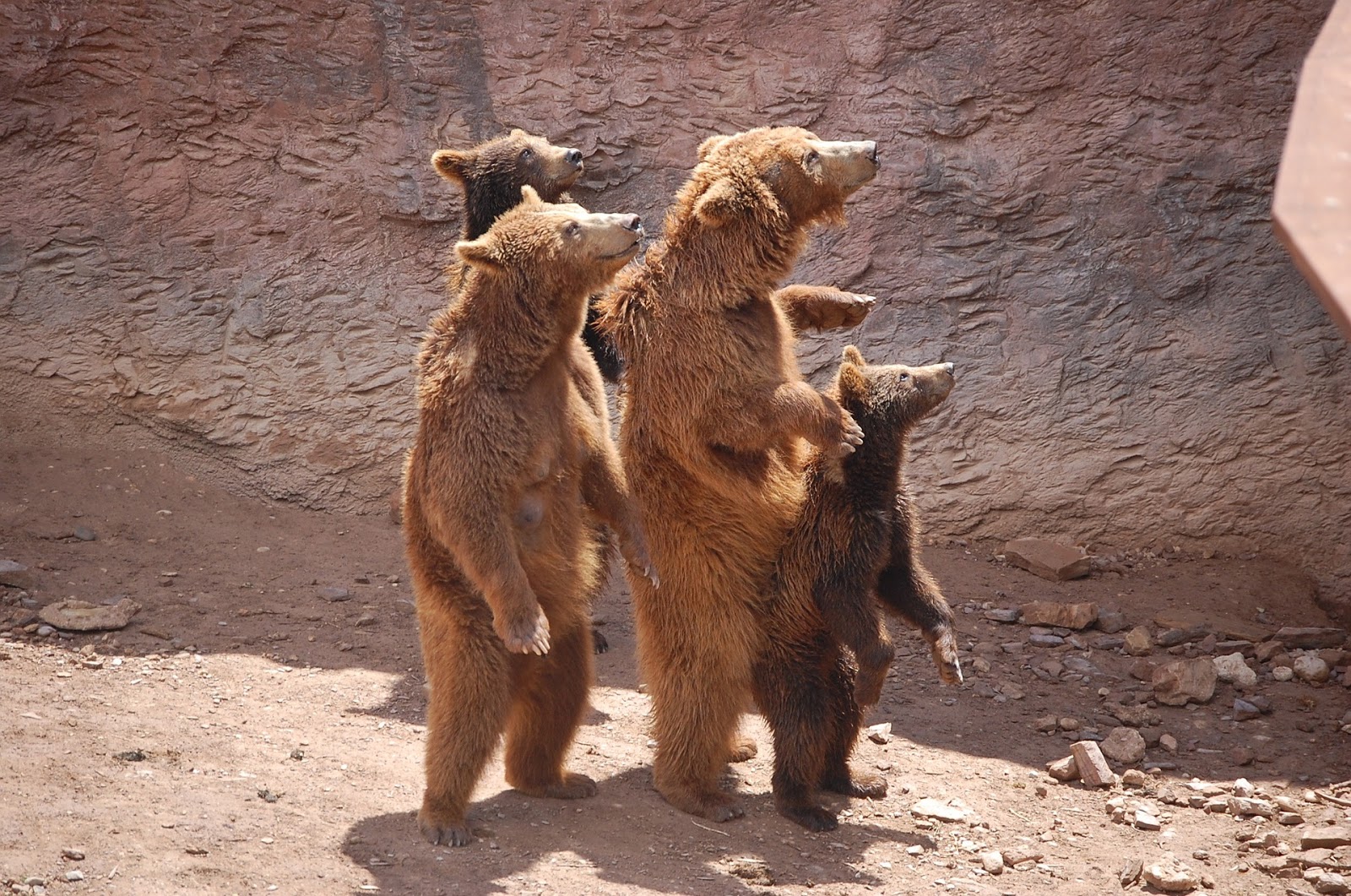 Lied Ich bin ein dicker Tanzbär Mottes Wunderwelt Lied Ich bin ein dicker Tanzbär Mottes Wunderwelt
