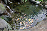 taman akuarium air tawar