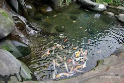 taman akuarium air tawar tmii