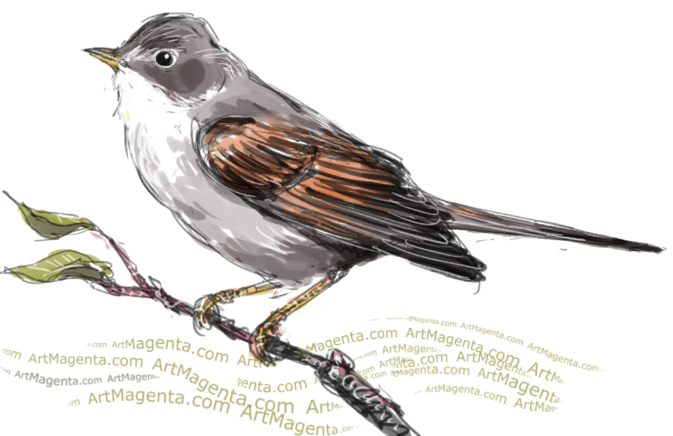 Common Whitethroat sketch painting. Bird art drawing by illustrator Artmagenta