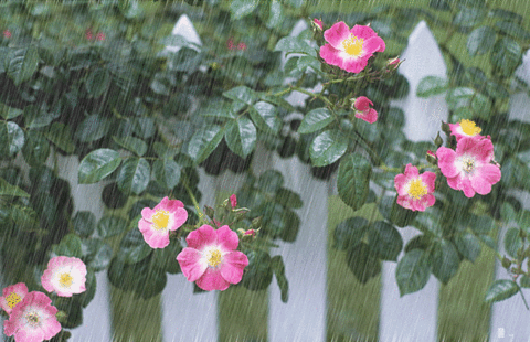 1209588.gif