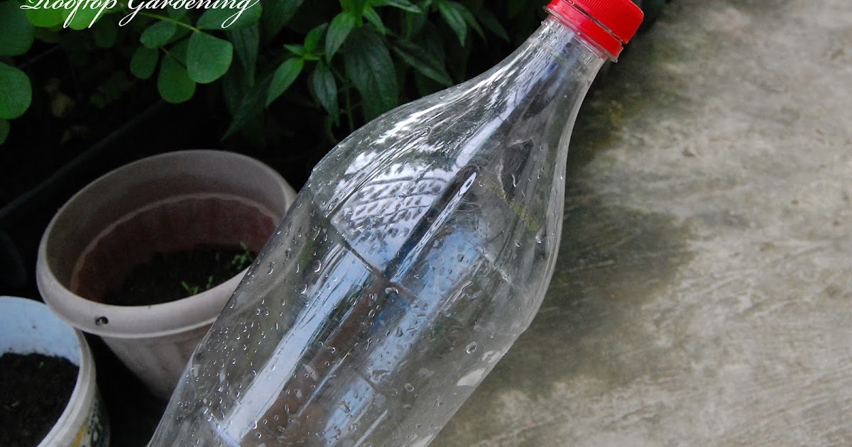 Don Bustamante's Rooftop Garden How To Make Self Watering Plastic Bottle