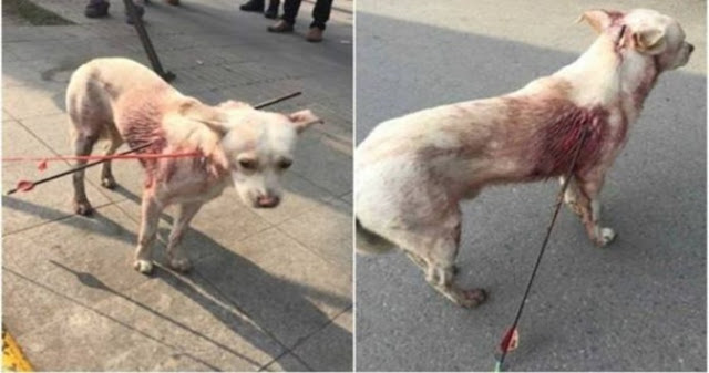 Di Tempat Ini Anjing-Anjing Liar Ini Dipanah, Kejam Sekali! Di Tempat Ini Anjing-Anjing Liar Ini Dipanah, Kejam Sekali!