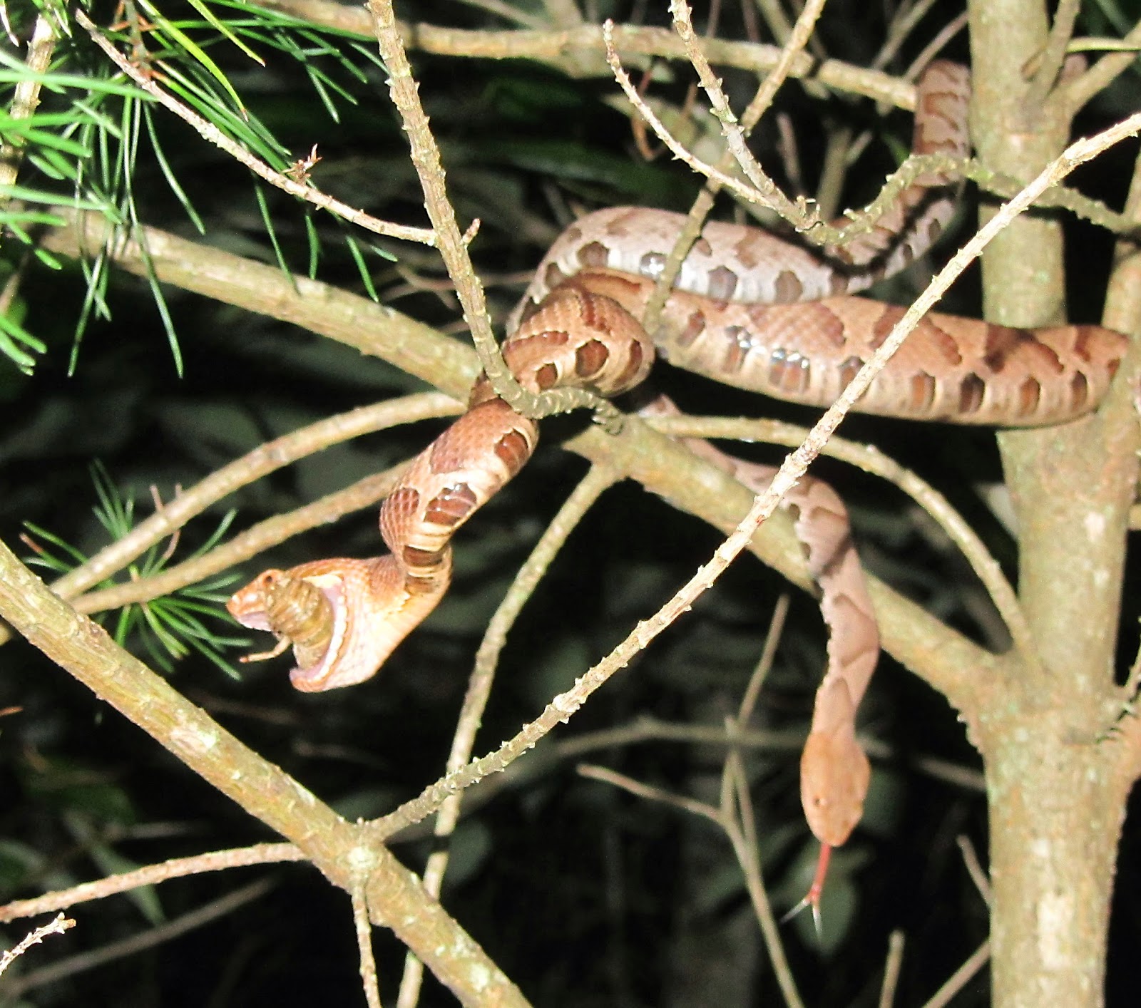 Long Island Cicadas Copperheads vs. Cicadas July 2014