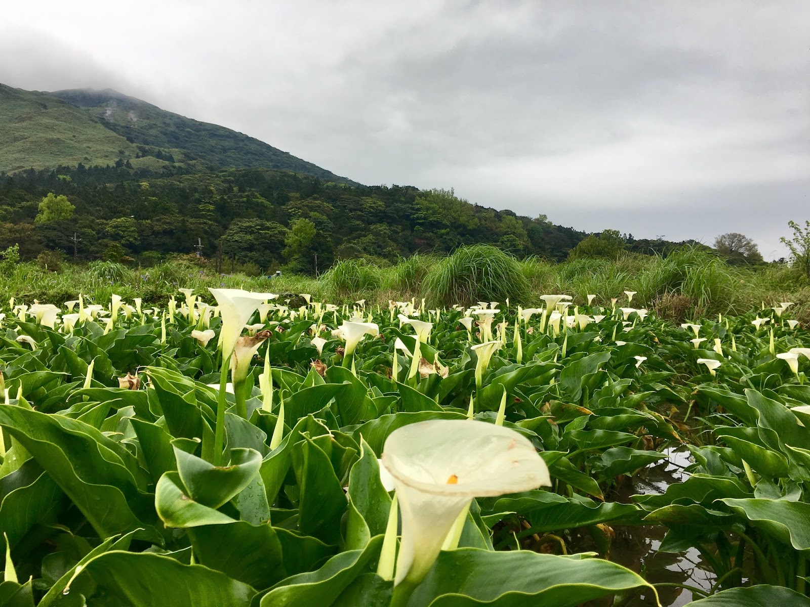 Taipei Travel YangMingShan Calla Lily Festival My Life Abroad