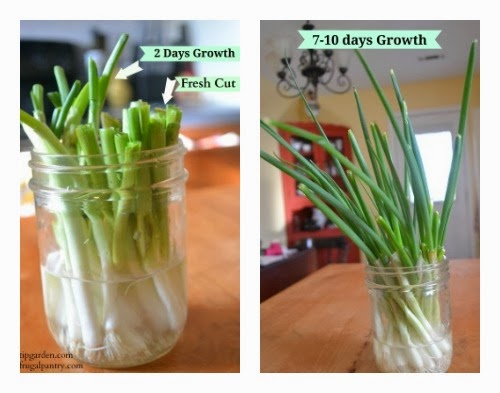 The Frugal Pantry: Growing Green Onions Indoors