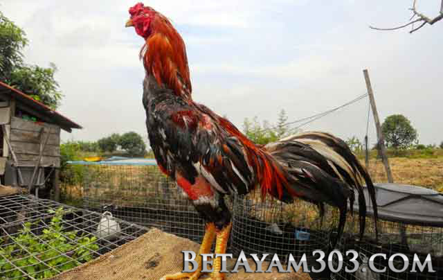 3 Jenis Ayam Aduan Yang Paling Populer dan Paling Dicari - Ayam Jago