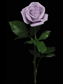 Hoa hồng xanh đẹp nhất, hoa hong xanh