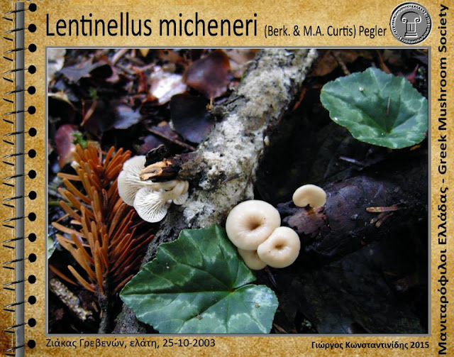 Lentinellus micheneri (Berk. & M.A. Curtis) Pegler