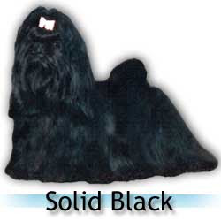 Shih tzu cor preto sólido