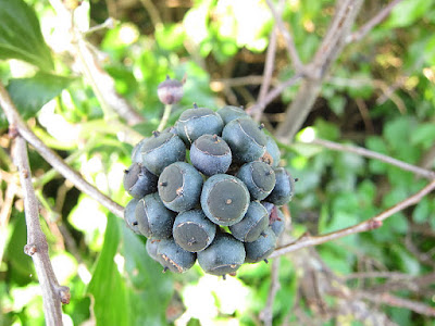 A ball of ivy berries at their blue stage.