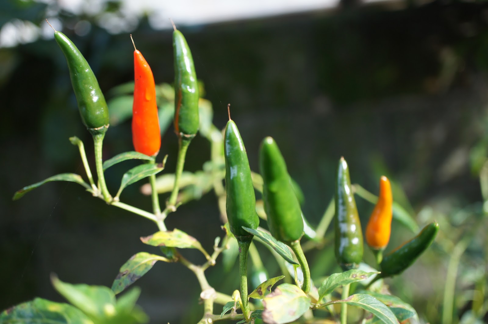 Hot Chili plant free picture for commercial use