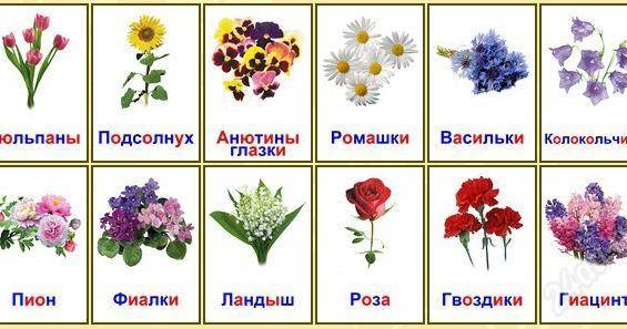 Картинки цветов садовых с названиями, день рождения отправить
