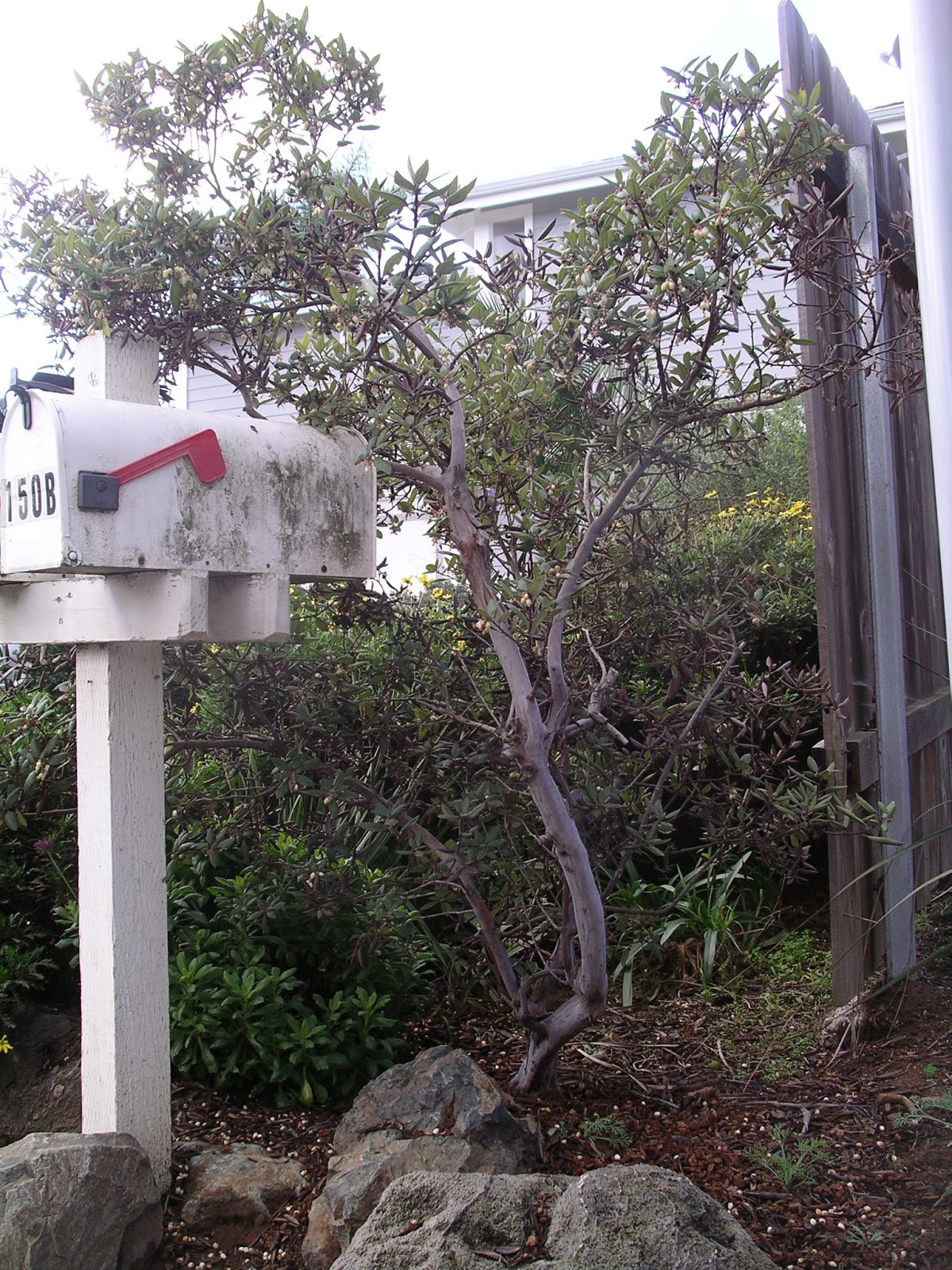 A California Native Plant Garden in San Diego County Lilacs and Manzanitas