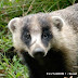 佐賀、アナグマ撲殺「バットでぶち殺してやった笑」高校生、写真投稿で苦情殺到