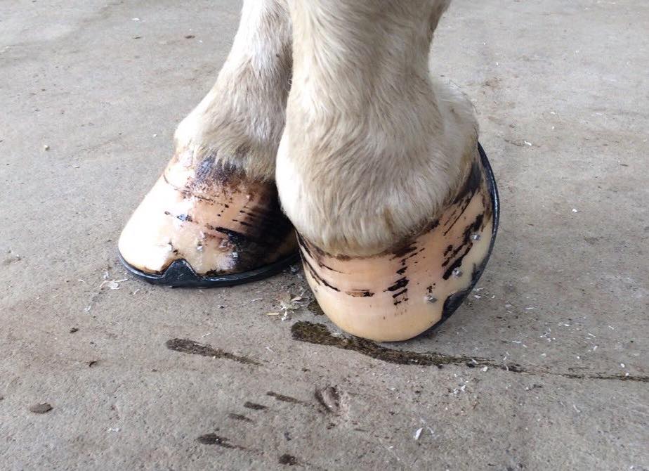 TWO BAY HORSES A Barefoot Hoofventure Pulling the Shoes