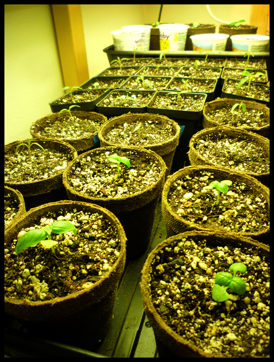 Patio of Pots Growing Vegetables from Seed Indoors
