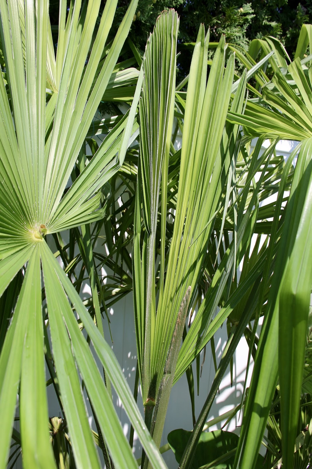 Tropical Gardening in New York City! Late July Update Zone 7 Palm Trees