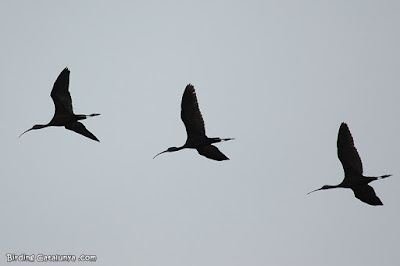 Capó reial (Plegadis falcinellus)