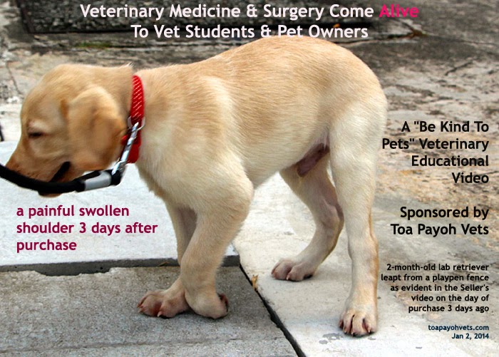 Dog swollen shoulder Whinekn