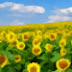 Amajeto Sunflowers Escape