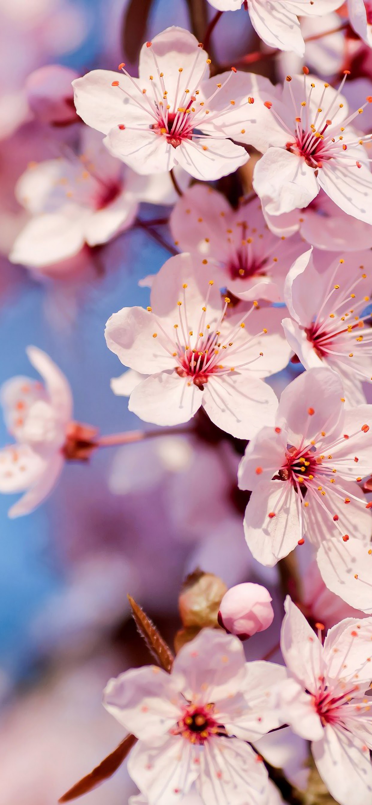 Featured image of post Ios 11 Wallpaper Flower / Long press again to &#039;save&#039; on ios or &#039;save image as&#039; on macos.