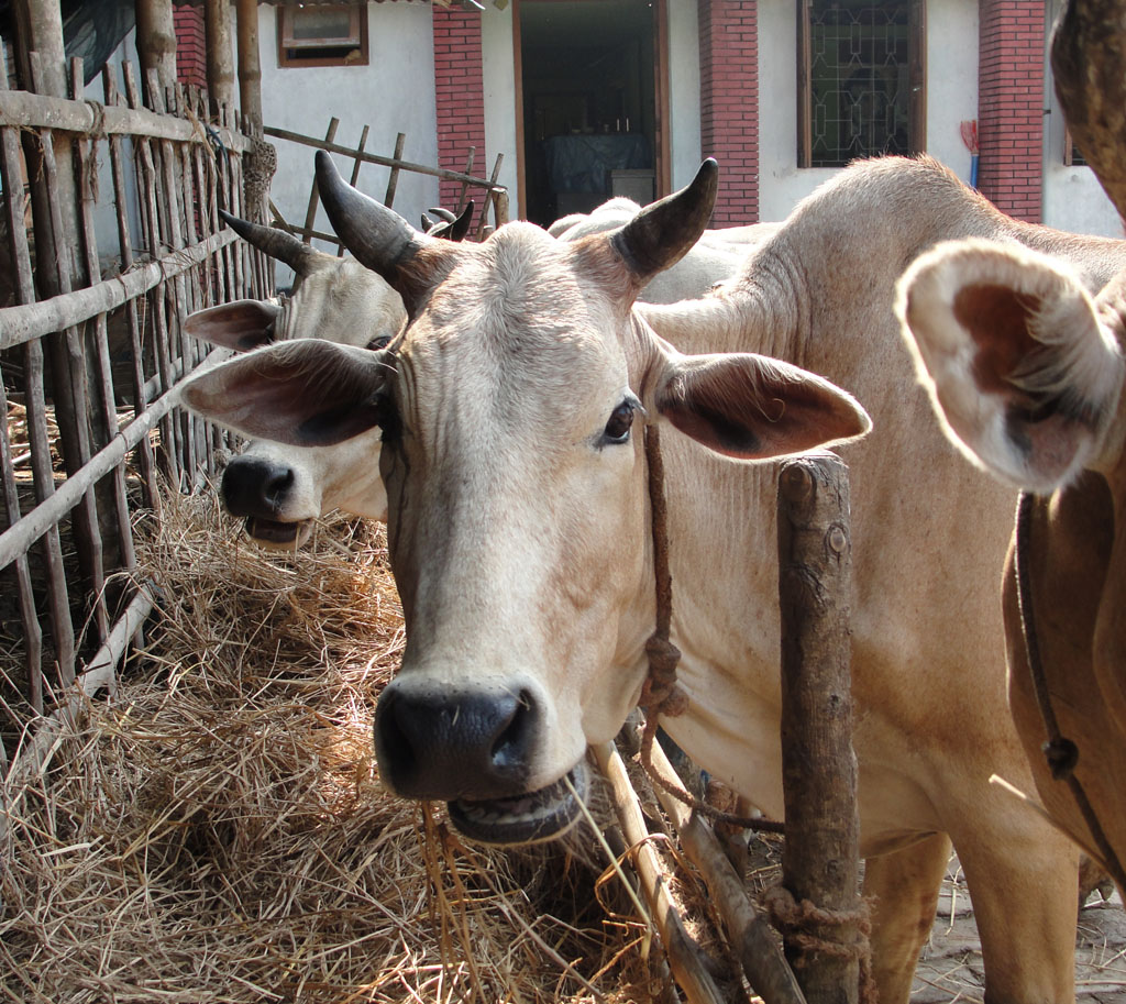 cattle, cattle feed, feed of cattle, what to feed cattle