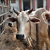 Cattle Feeding