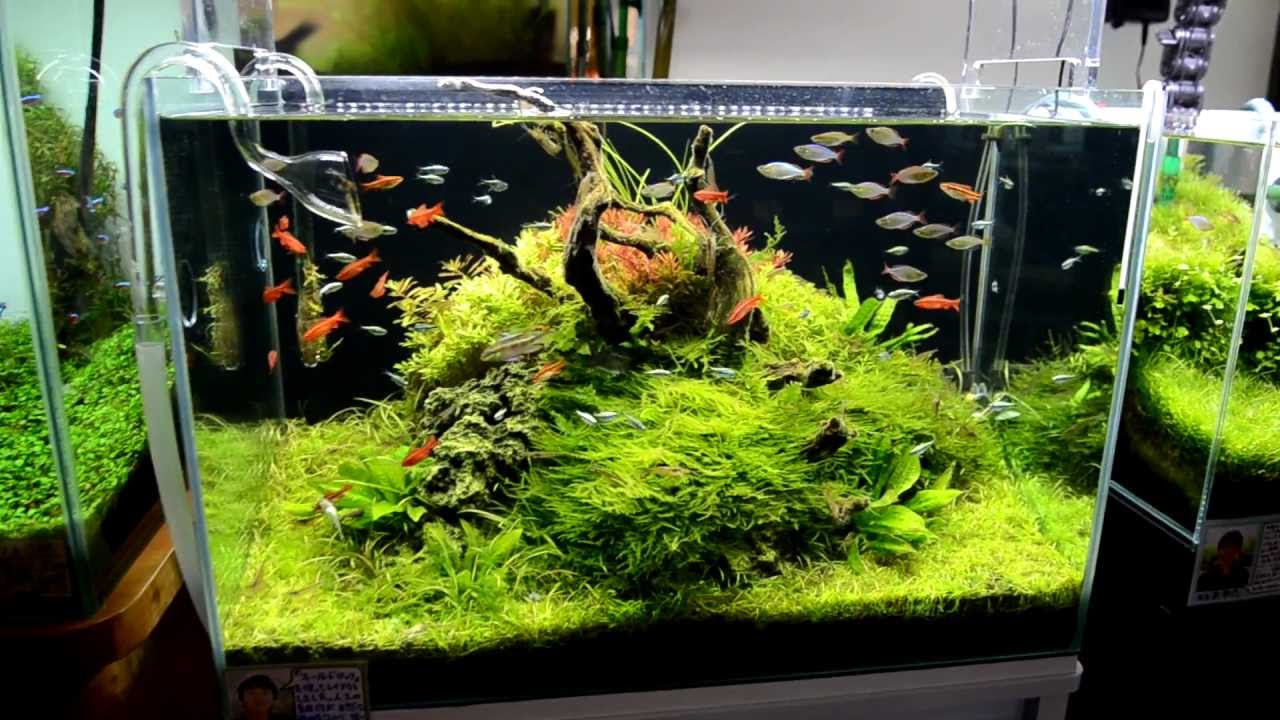 Mẫu hồ cá betta, hồ thủy sinh nano