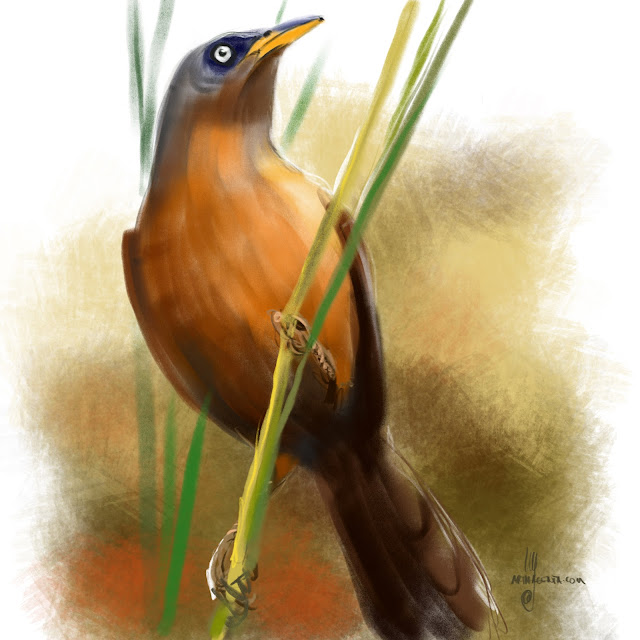 Rufous babbler bird painting by Artmagenta