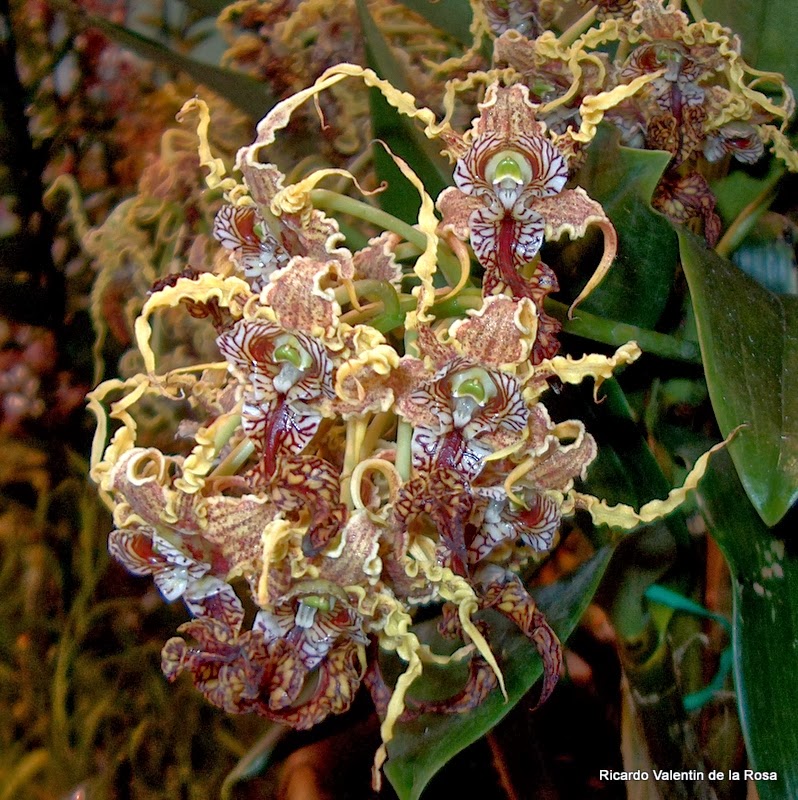Ricardo's Blog, : Dendrobium spectabile (Blume) Miq. 1859, an orchid ...