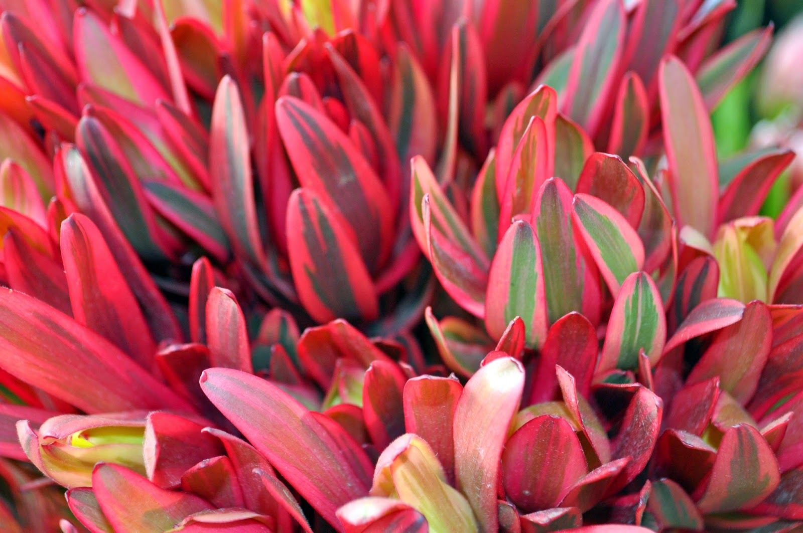 A Passion for Flowers: Leucadendron
