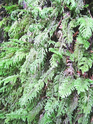 mosses at Cataract Falls Trail, Marin County