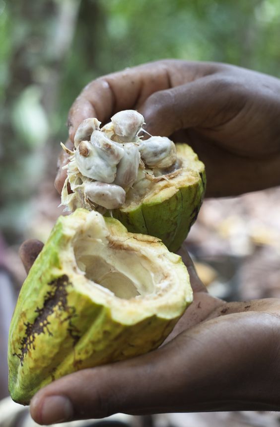 Different Tips about How to Grow Cacao, Make Your Own Chocolate