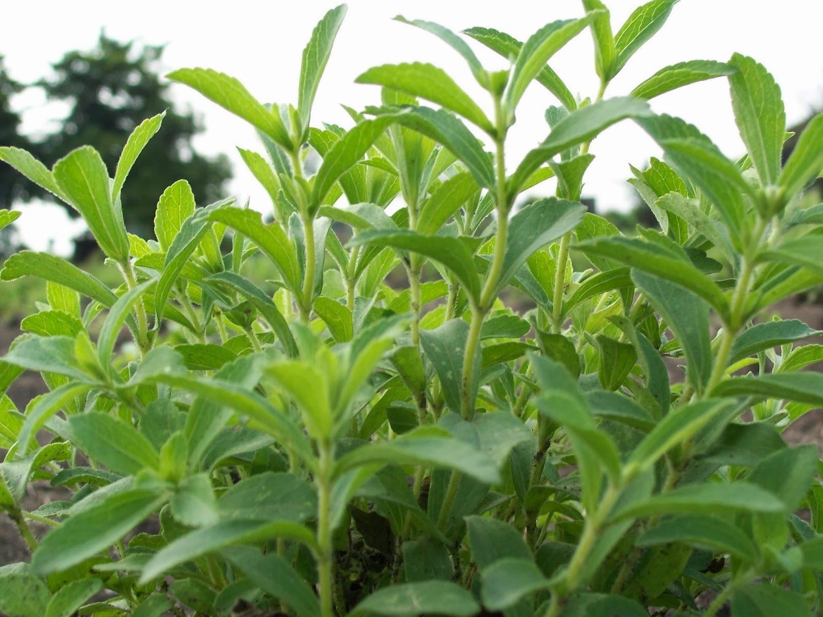 prevención de la diabetes planta stevia