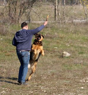 Rambo really wants his stick Rambo really wants his stick
