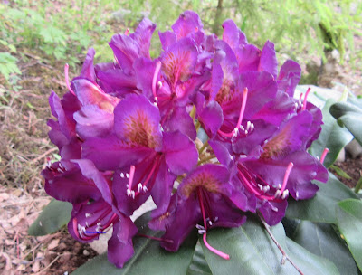 Rhododendron -alppiruusu