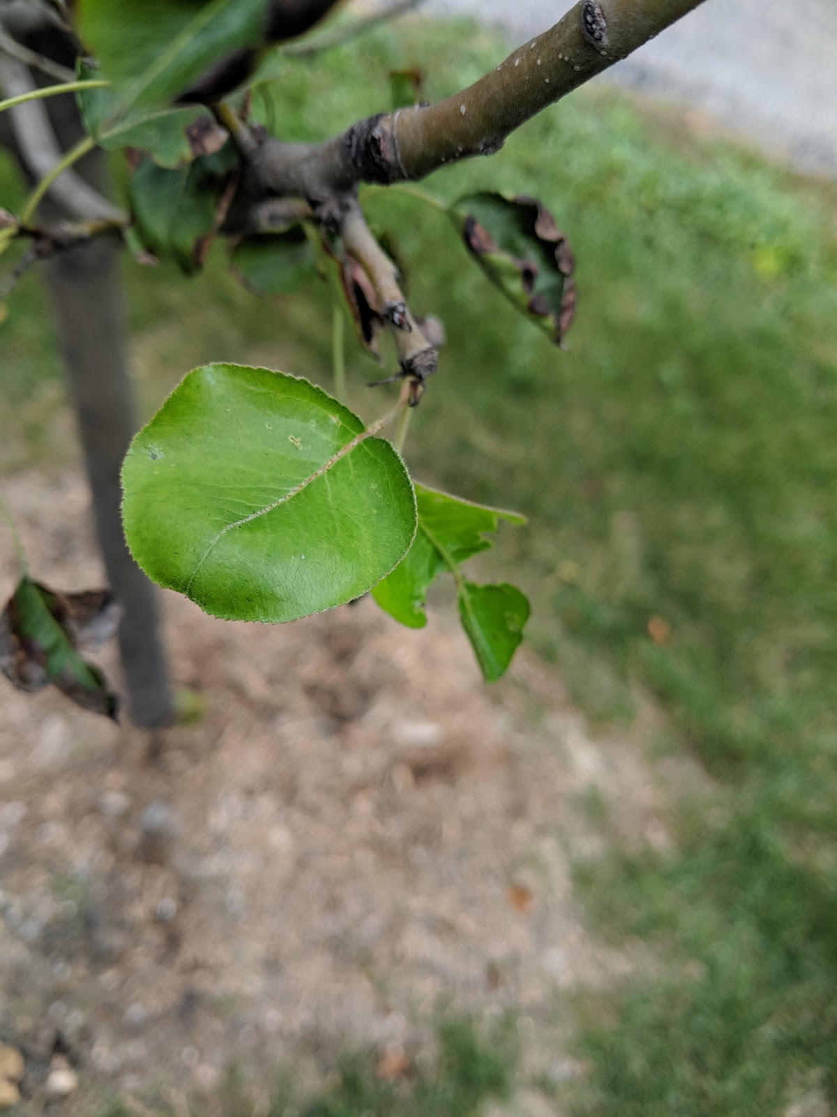 Some Potential Signs Of Life From Our Chanticleer Pear Tree Out Front