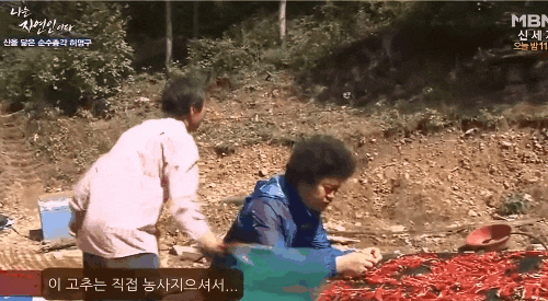 말벌 레전드