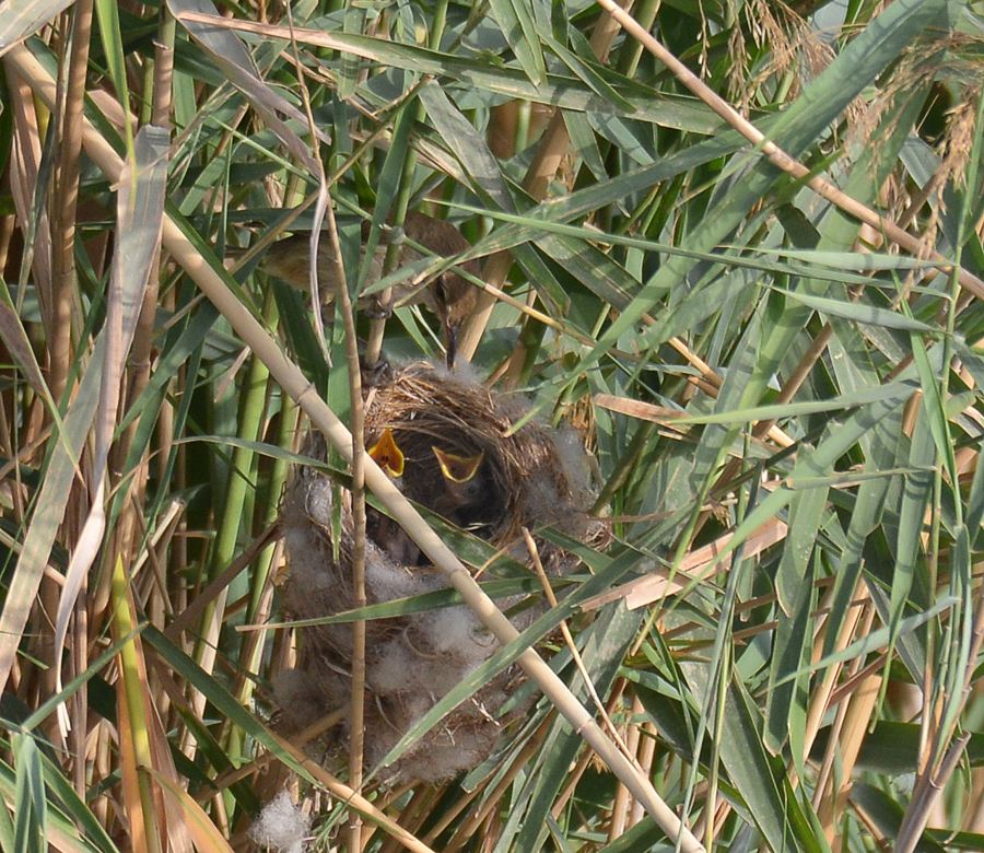 Indian Reed Warbler