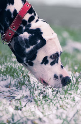 For dogs, the opportunities to use the nose and make choices in nosework are good for their welfare. Photo shows a dalmatian sniffing grass with a dusting of snow