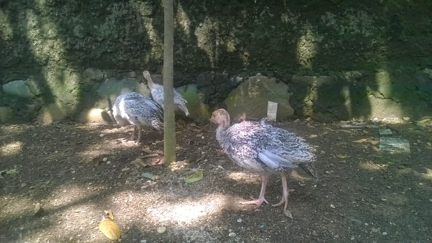 MEMELIHARA AYAM KALKUN AGUNG TRIATMOJO MEMELIHARA AYAM KALKUN AGUNG TRIATMOJO