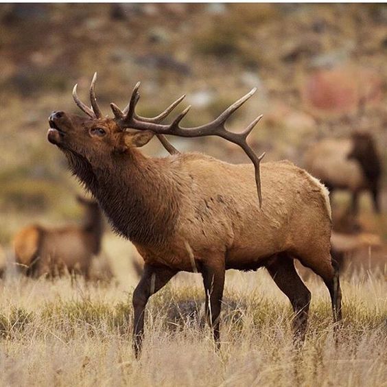 Elk Deer Behavior, Size, Taxonomy, Pictures and Other Information