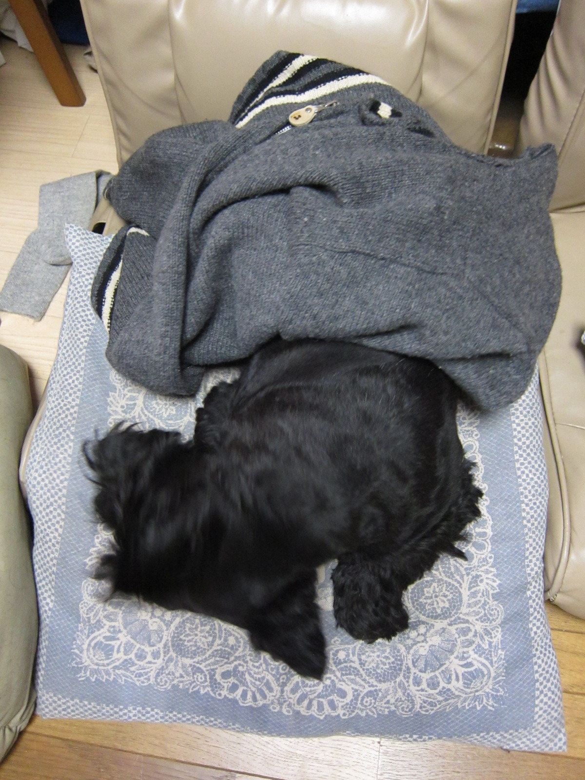 Scottish Terrier HAPPY のもう大犬に成りました 【わんわん先生】 寒いわ 眠いわ 雨ばっかりだわ
