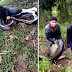 Sucuri de 6 metros e capturada após devorar animais em propriedade rural do Acre