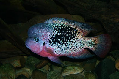 Bifa ikan hias air tawar Bifa ikan hias air tawar