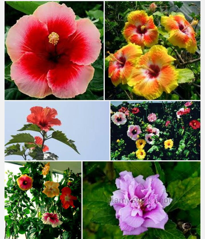 How to get more flowers on Hibiscus