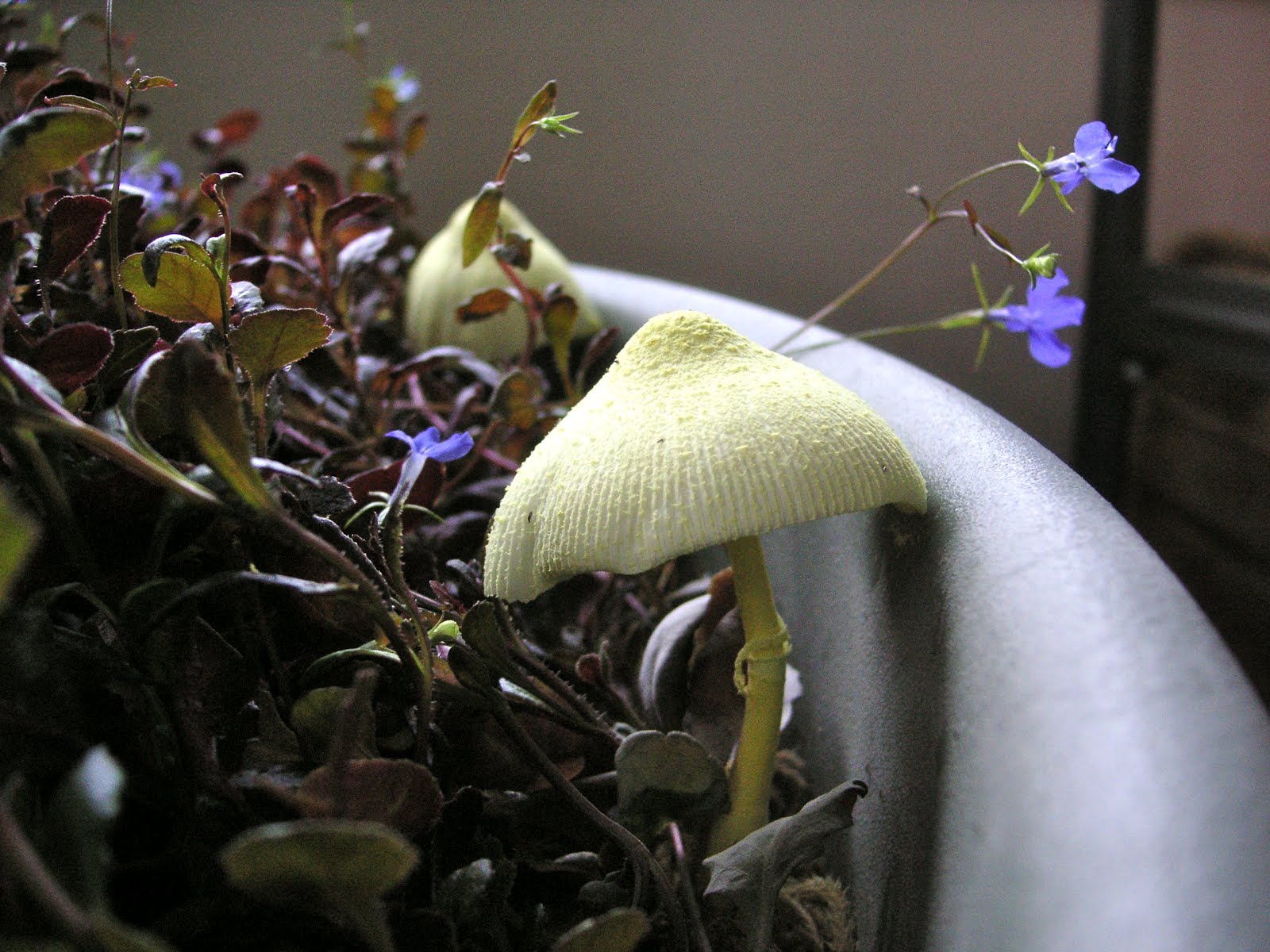 Nature ID: yellow houseplant mushroom ~ 04/25/12 ~ at home