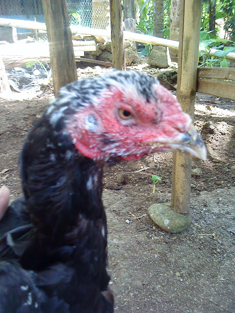 kepala induk betina 02 kepala induk betina 02